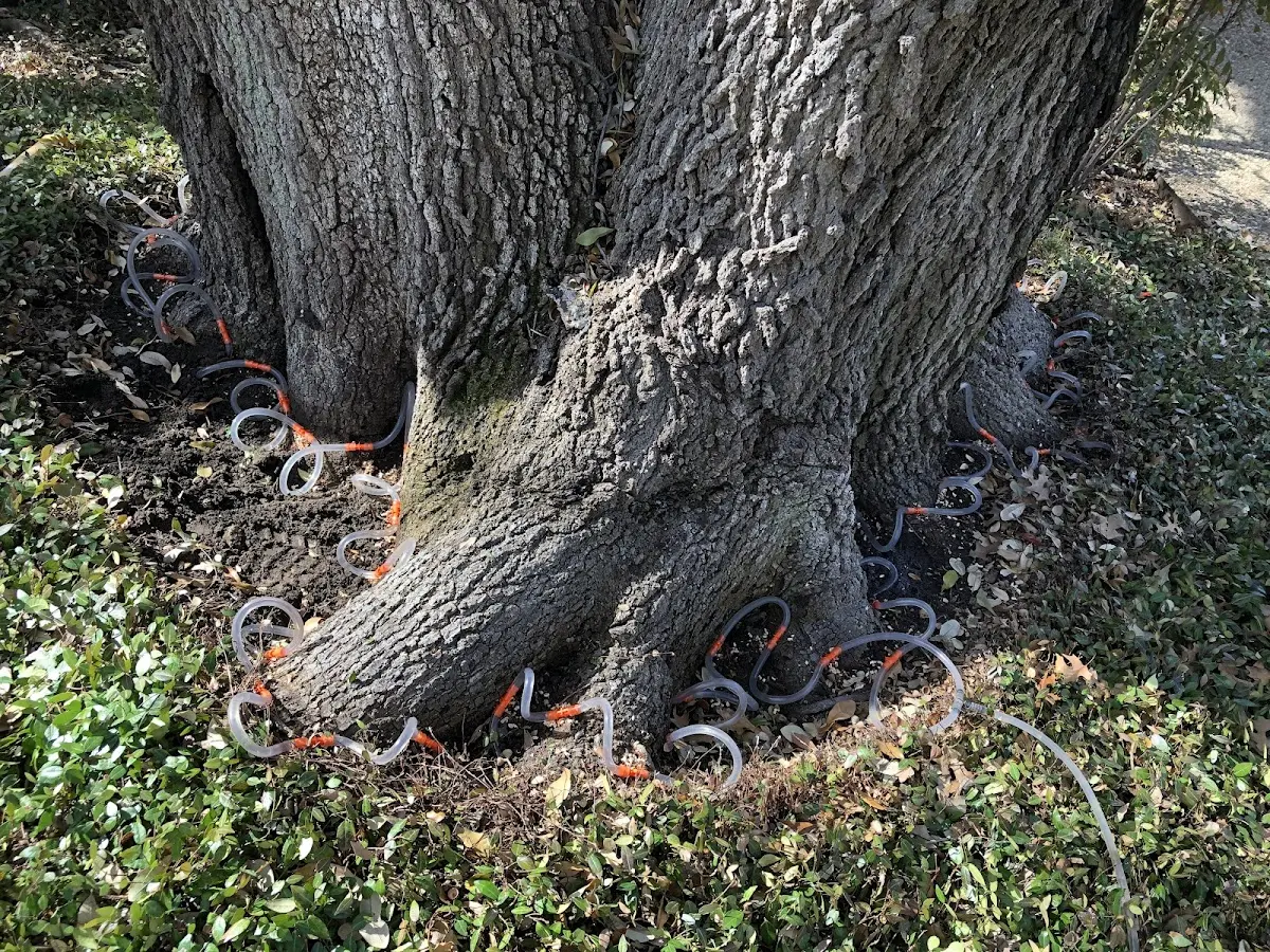 Detailed Tree Cabling and Bracing job site in Newcastle